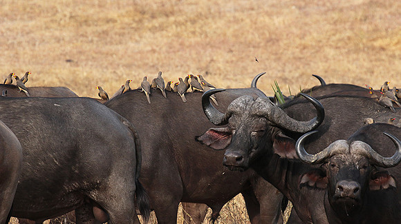 Selous