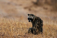 Selous
