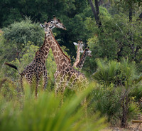Selous