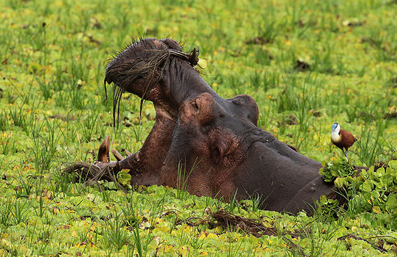 Selous
