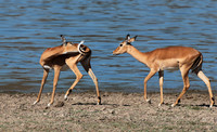 Selous