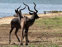 Selous