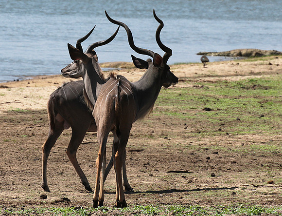 Selous