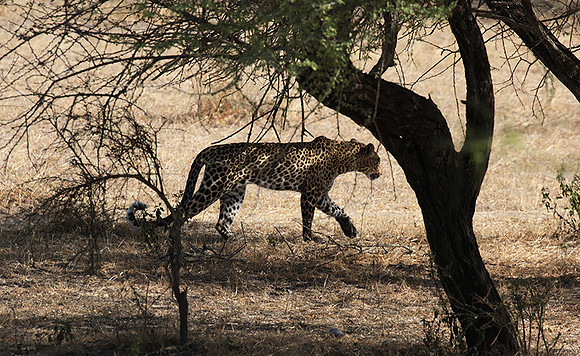 Selous
