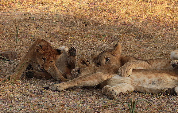 Selous