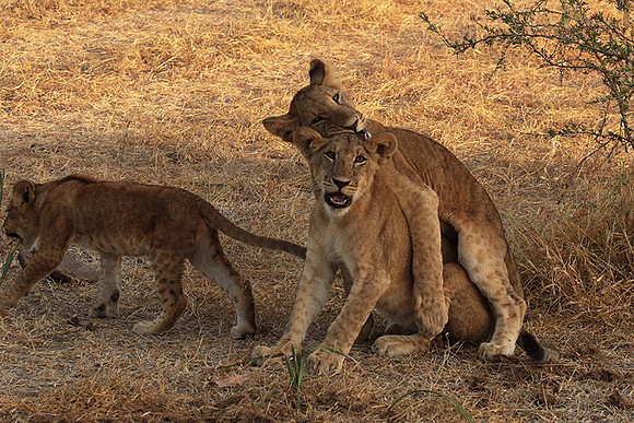 Selous