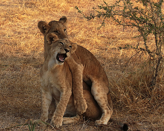 Selous