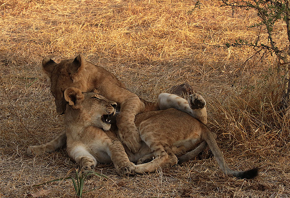 Selous
