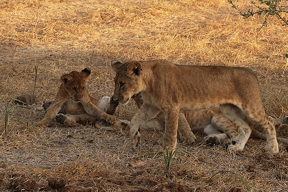 Selous