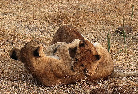 Selous