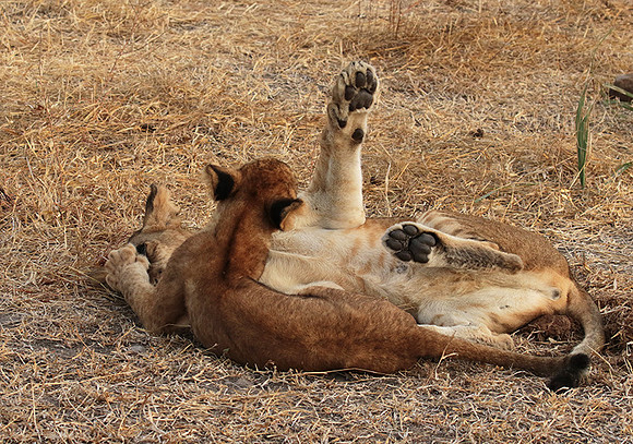 Selous