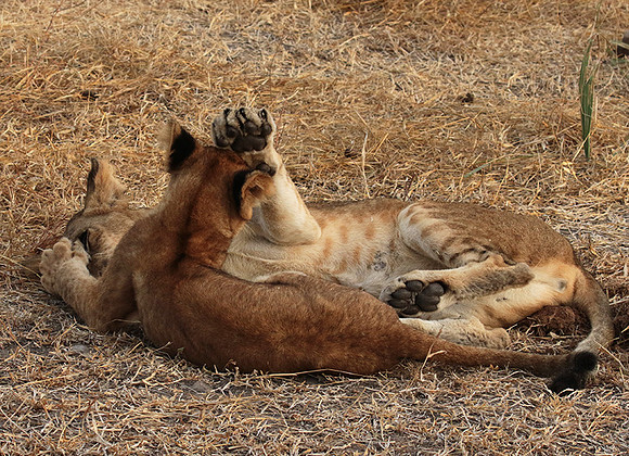 Selous