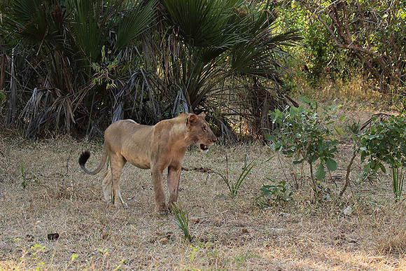 Selous
