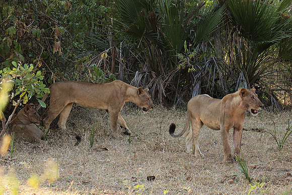 Selous