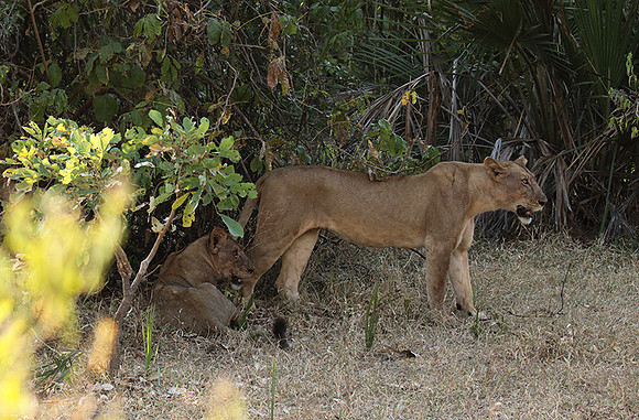 Selous