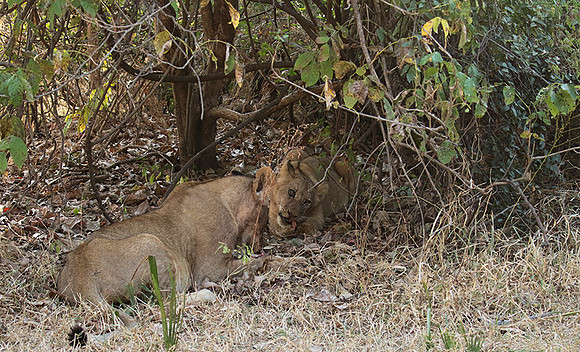 Selous