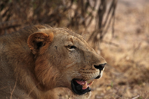 Selous