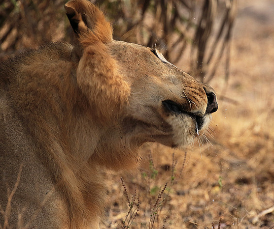 Selous