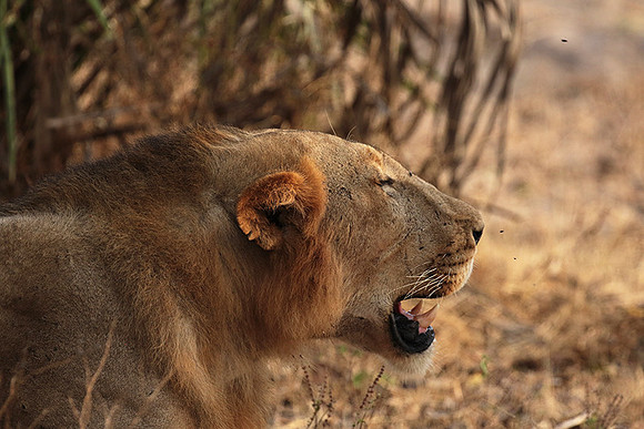 Selous