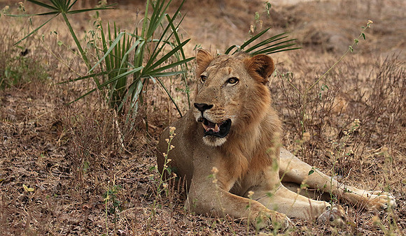 Selous