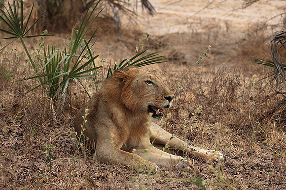Selous
