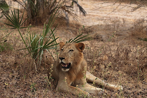 Selous