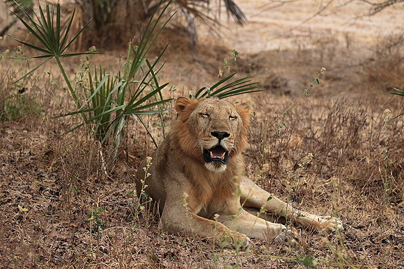 Selous