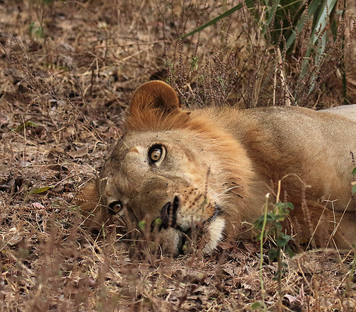 Selous