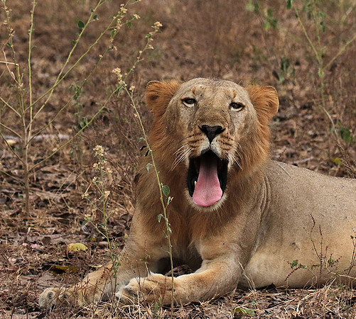 Selous