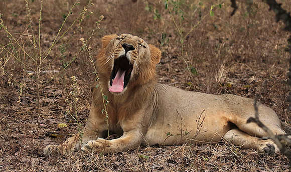 Selous