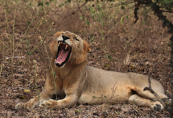 Selous