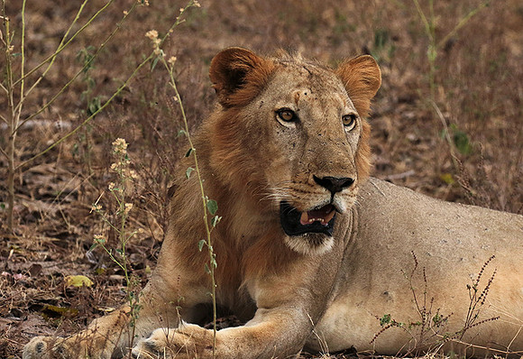 Selous