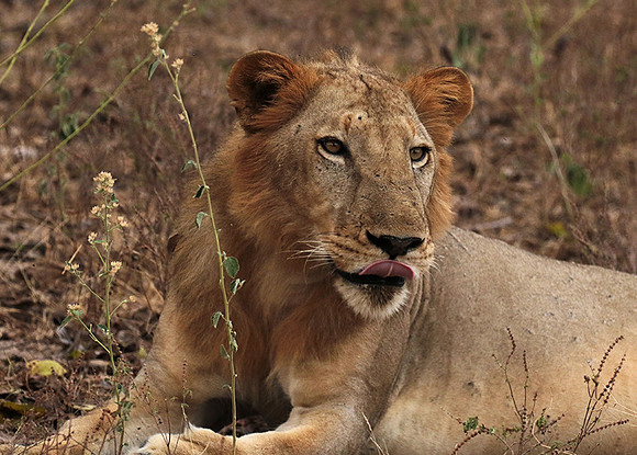 Selous