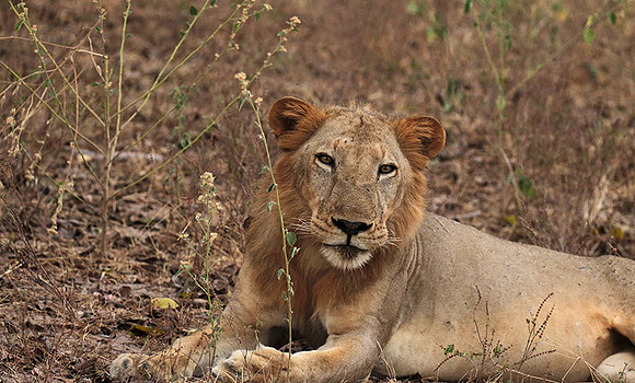 Selous