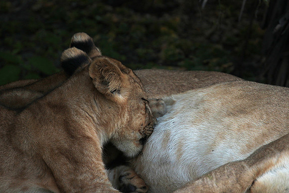 Selous