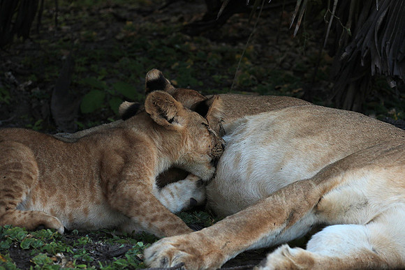 Selous