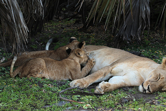 Selous