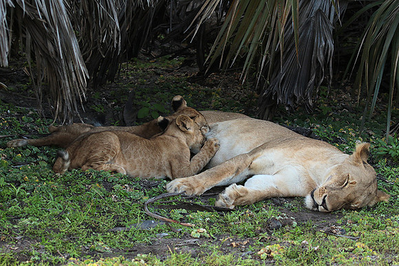 Selous