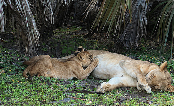 Selous