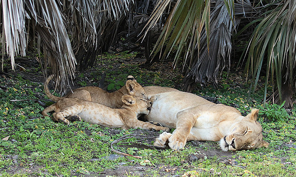 Selous