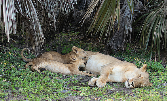 Selous