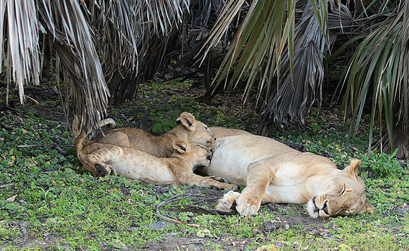 Selous