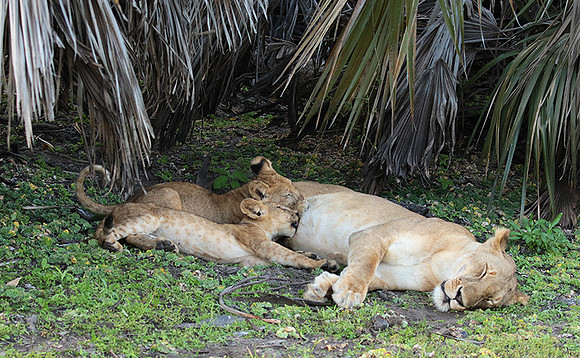 Selous