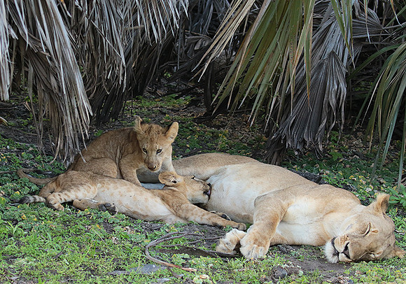 Selous