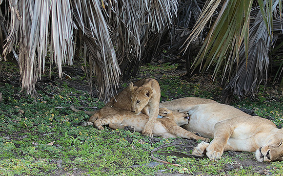 Selous