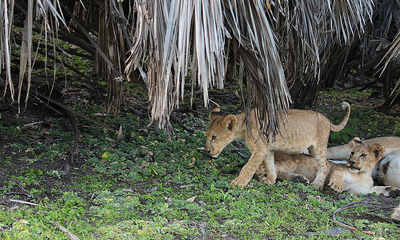 Selous