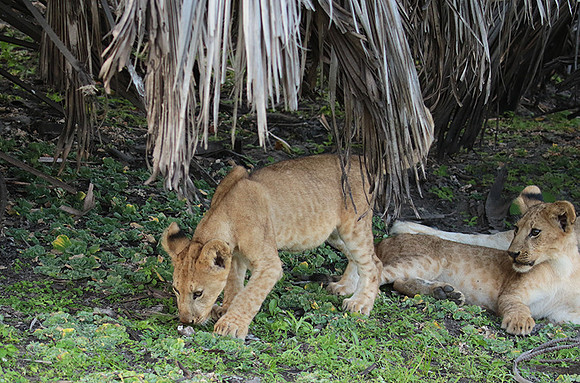 Selous