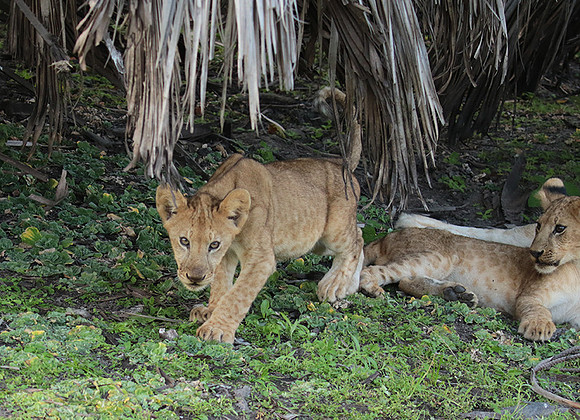 Selous