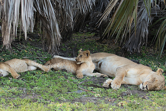 Selous
