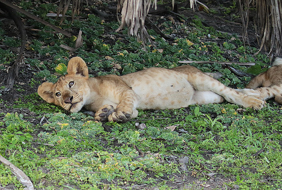 Selous